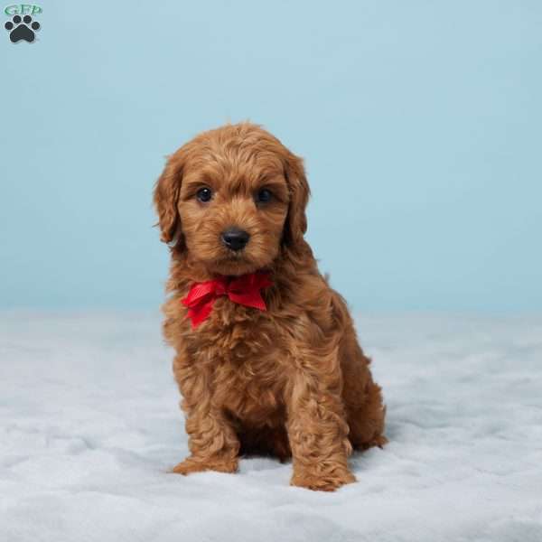 Clifford, Cavapoo Puppy